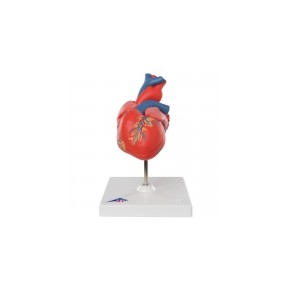 Modelo de plástico de corazónes clasico en 2 piezas con arterias 3BS-G08 MARCA -  3b Scientific