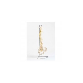 Modelo de columna SA-PC-Spine MARCA -  SHOP ANATOMICAL