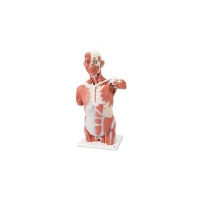 Torso con músculos de tamaño natural con 27 partes 3BS-VA16 MARCA -  3b Scientific