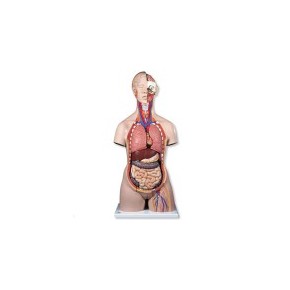 Maniquí torso humano de doble sexo con espalda abierta con 28 pzas 3B Scientific 3BS-B35 MARCA -  3b Scientific