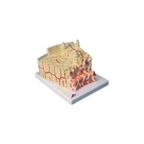 Estructura de los huesos aumentado 80 veces 3BS-A79 MARCA -  3b Scientific