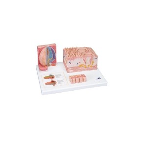 Lengua 3B MICROanatomy 3BS-D17 MARCA -  3b Scientific