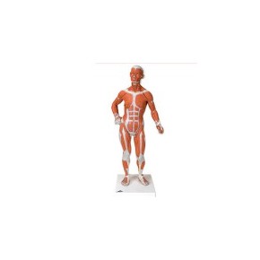 Figura muscular 1/3 de su tamaño natural 3BS-B59 MARCA -  3b Scientific