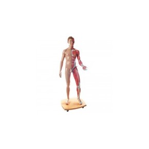 Figura completa doble sexo, 39 piezas 3BS-B53 MARCA -  3b Scientific