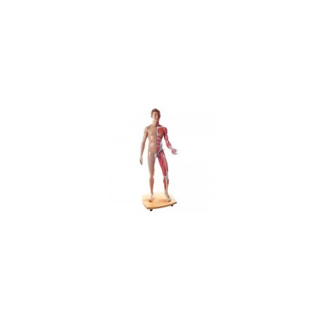 Figura completa doble sexo, 39 piezas 3BS-B53 MARCA -  3b Scientific