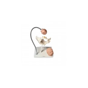 Hueso pélvico y cabezas fetales PP00195U SIM-110-195U MARCA -  Simulaids