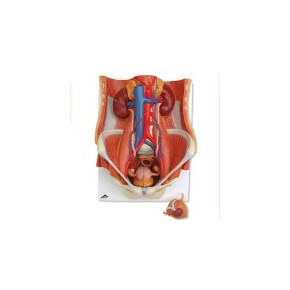Sistema urinario de sexo dual, 6 piezas 3BS-K32 MARCA -  3b Scientific