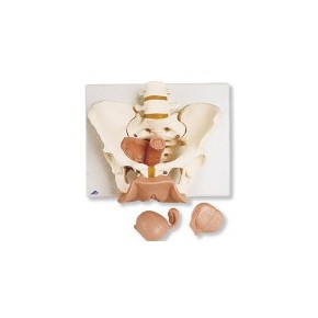 Esqueleto de la pelvis femenina con órganos genitales en 3 piezas 3BS-L31 MARCA -  3b Scientific