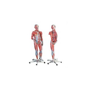 Figura completa doble sexo con músculos, desmontable en 45 piezas 3BS-B50 MARCA -  3b Scientific