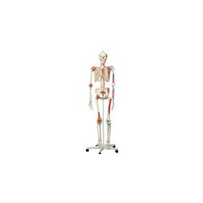 Maniquí esqueleto humano con músculos 3BS-A13 MARCA -  3b Scientific
