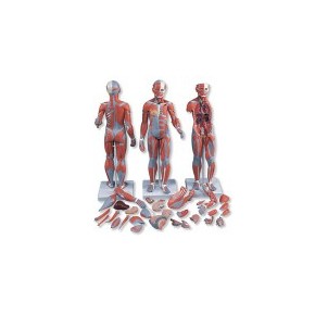 Figura completa doble sexo con músculos, órganos internos, desmontable en 33 piezas 3BS-B55 MARCA -  3b Scientific